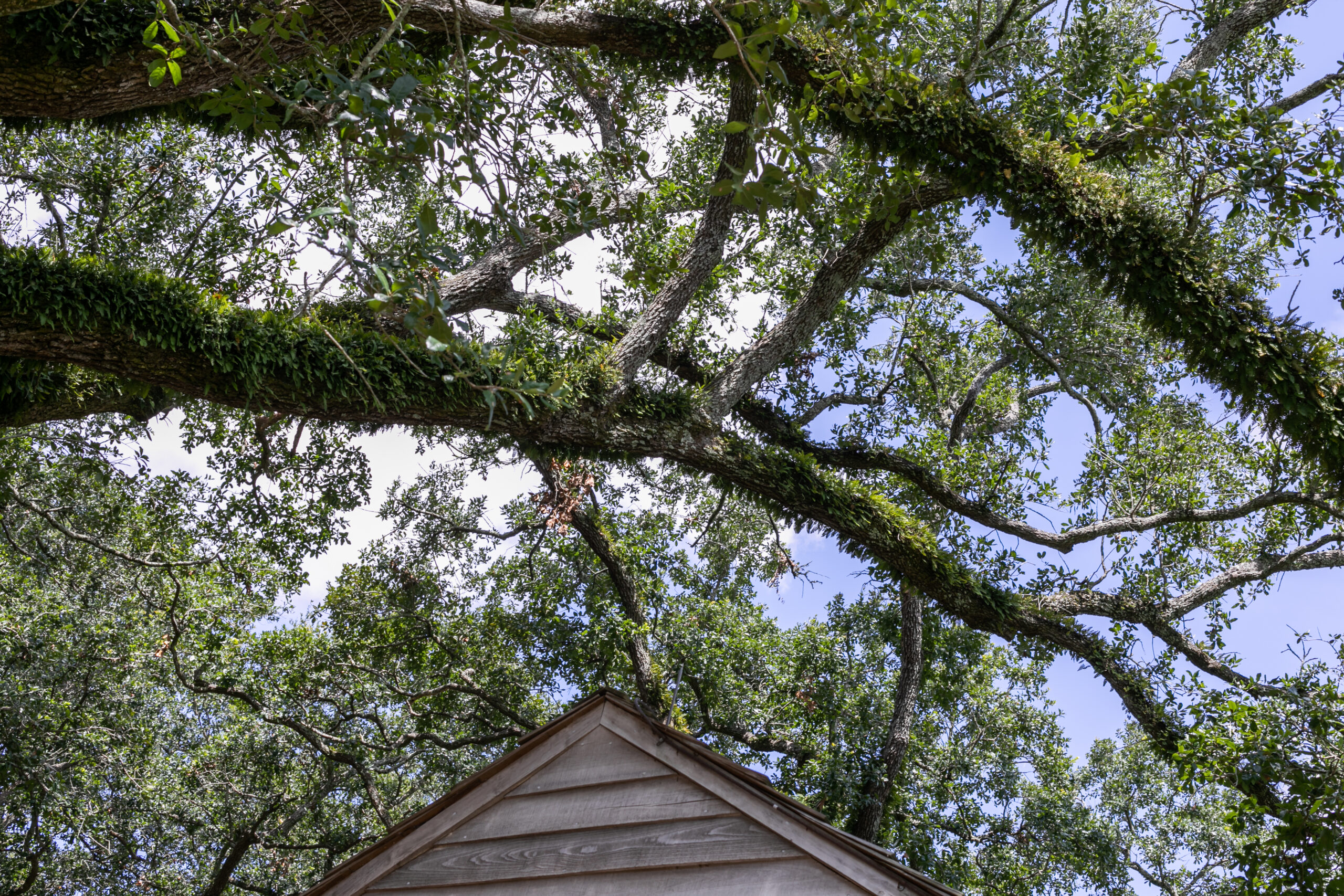 Oak Alley Plantation